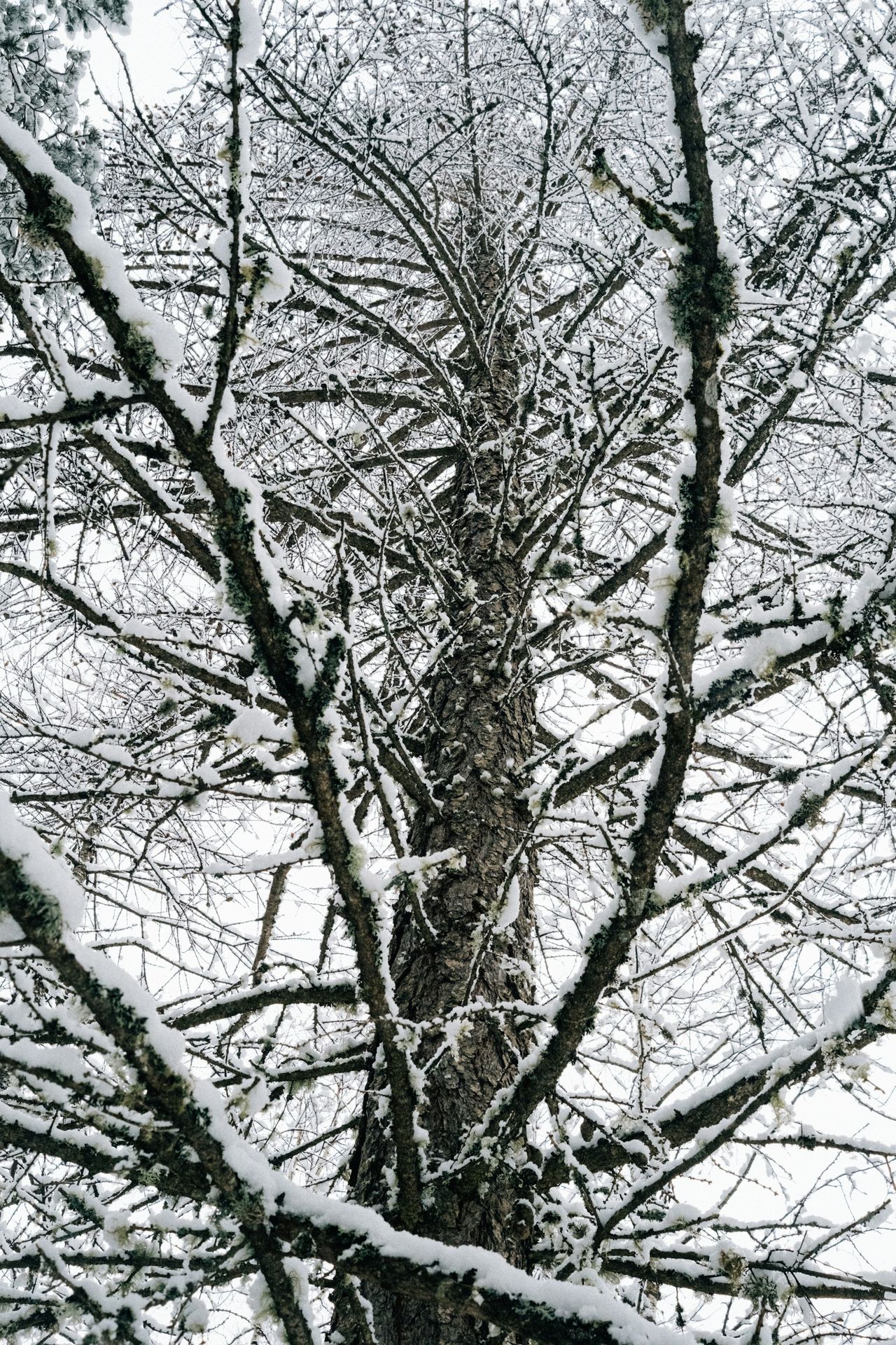 A snow covered tree with no leaves on it